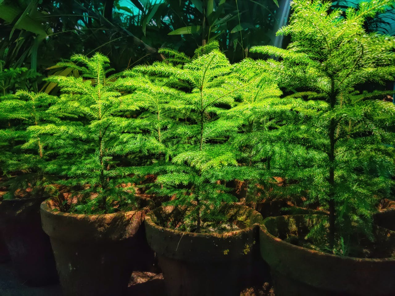 Vibrant evergreen conifer seedlings thriving in pots at a nursery in Kot Addu, Pakistan.