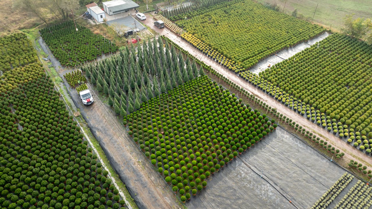 Drone shot of a well-organized agricultural farm in Yalova, showcasing rows of trees and plants.