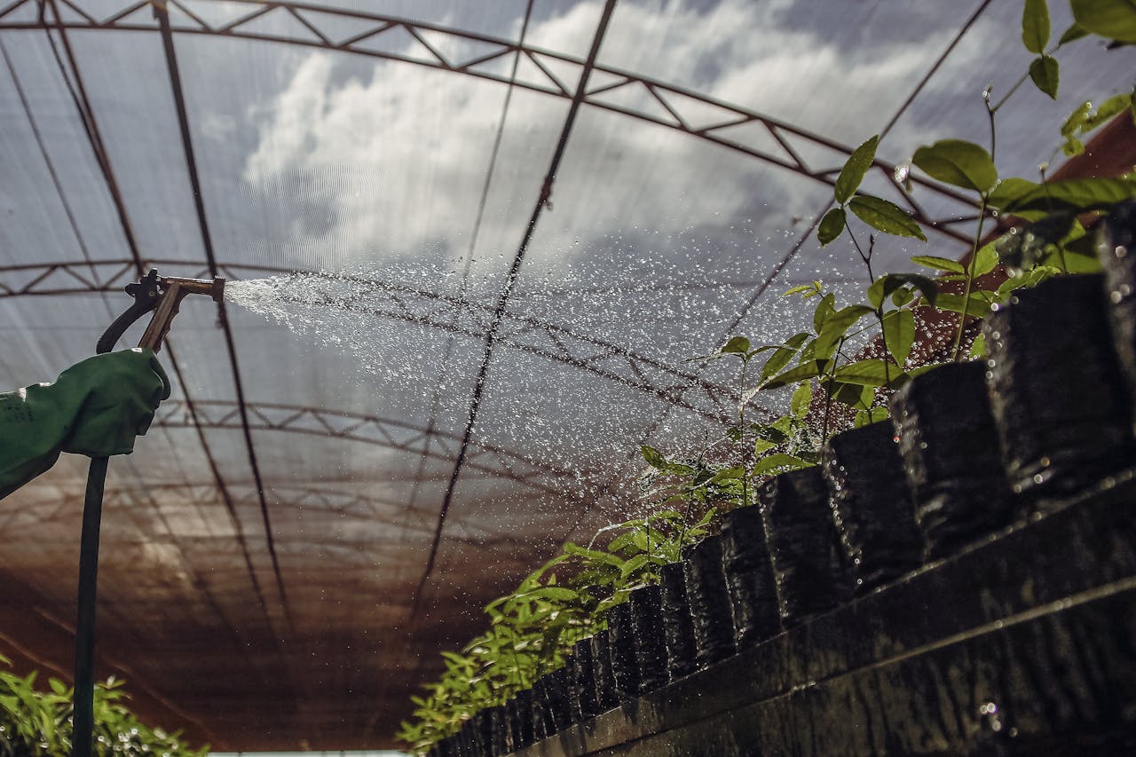 A vibrant scene of plants being watered inside a Brazilian greenhouse.