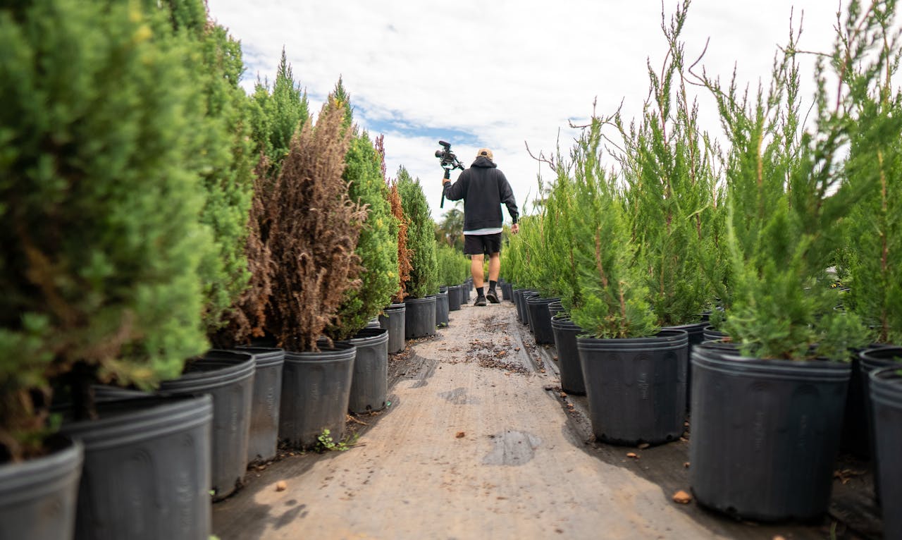 Person walking through rows of potted plants in a nursery on a bright day.