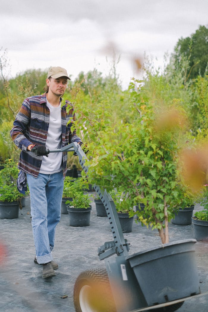 A young man works in a nursery, moving potted plants with a garden trolley.